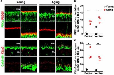 Influence of Aging on the Retina and Visual Motion Processing for Optokinetic Responses in Mice